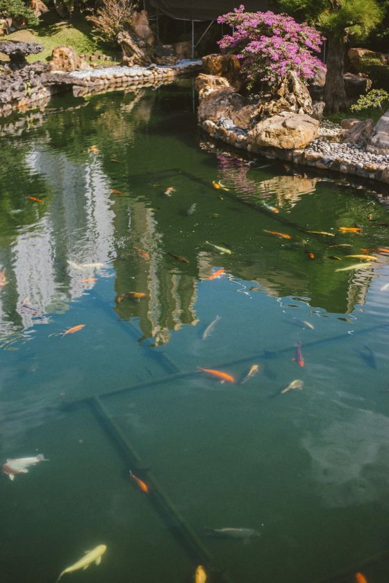 Chi Lin Nunnery and Nan Lian Garden