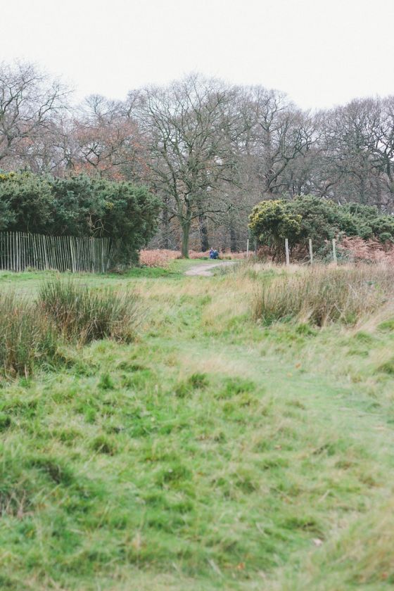 Reflective Walk Through Richmond Park