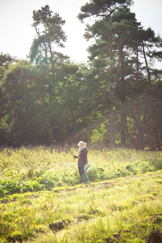 Strawberry & Sunflower Picking at Cairnies Farm