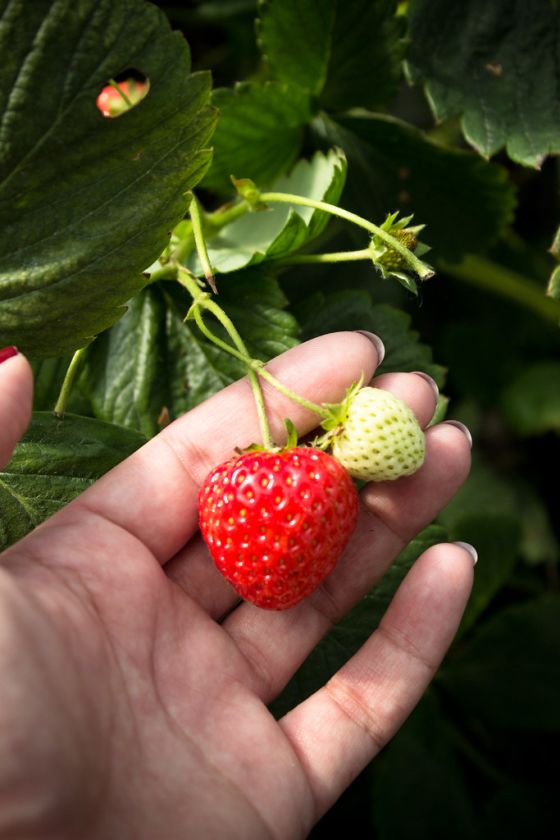 Strawberry & Sunflower Picking at Cairnies Farm