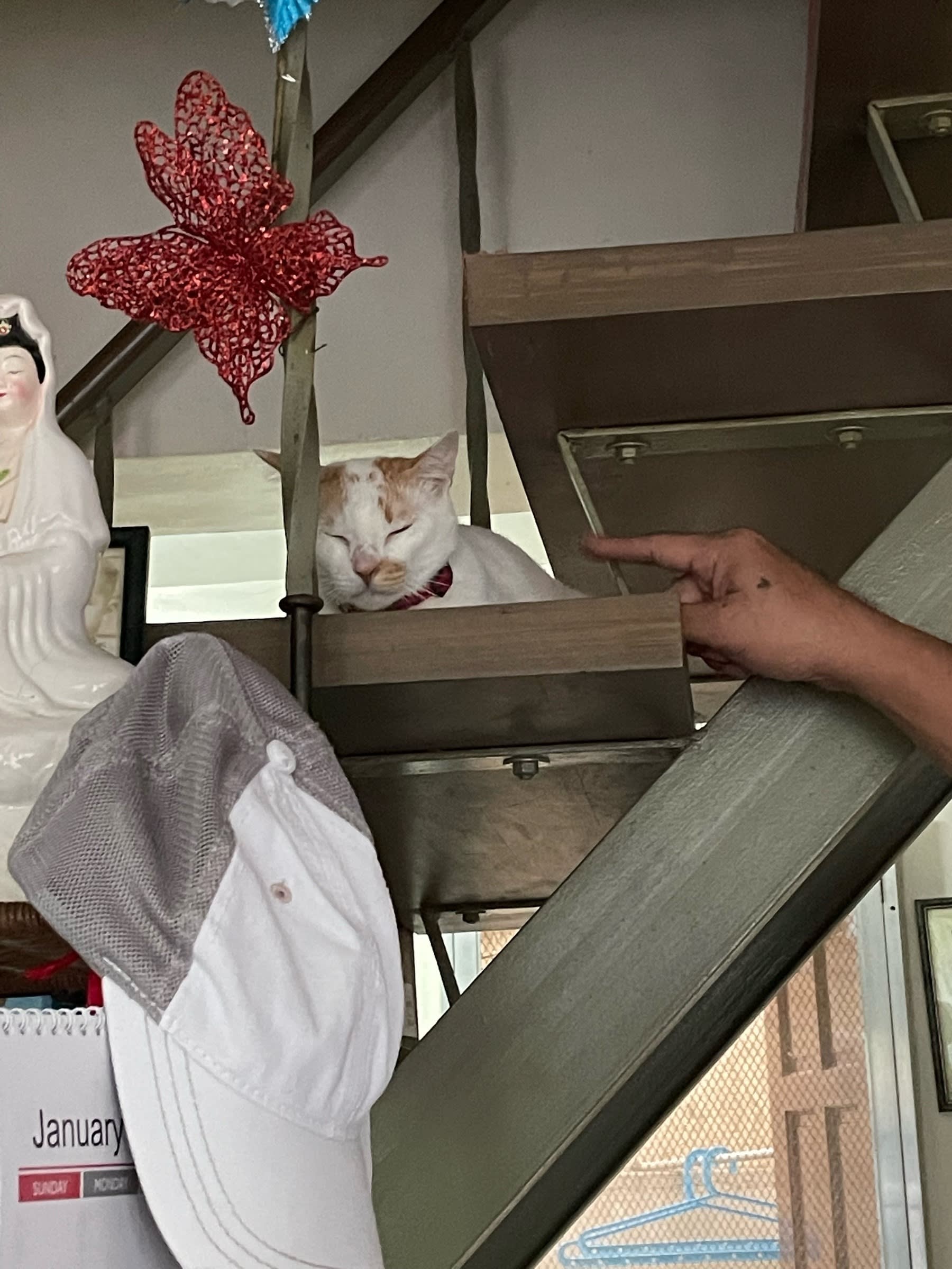 Oscar, a white cat, seen on top and edge of some stairs with his eyes closed. Seen to his right side is a pointed finger of Chi’s dad, seemingly poking or just playing with him while Oscar chills at his spot.