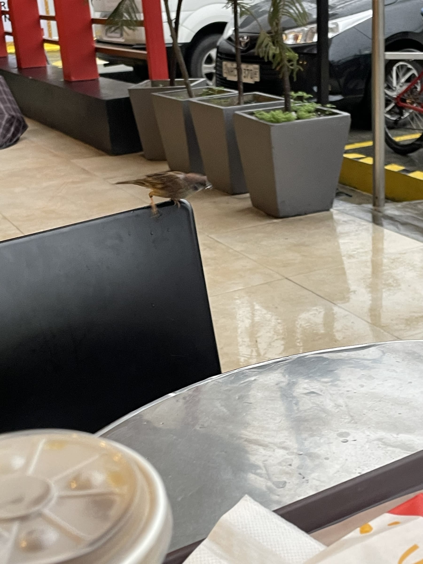 a Maya bird perched on the edge of a chair, with its position, captured on camera moments before it flew away.