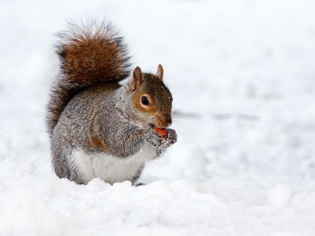 Squirrel eating during winter
