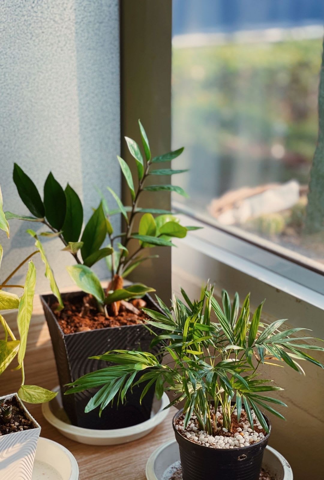 Two potted green plants sit on a windowsill, their leaves illuminated by sunlight streaming through a recent garden window replacement.
