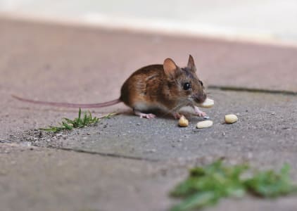 critter picture