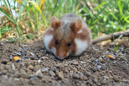 critter picture