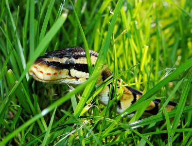 critter picture