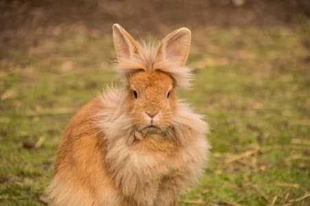 critter picture