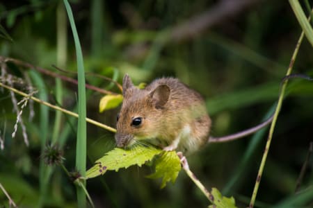critter picture