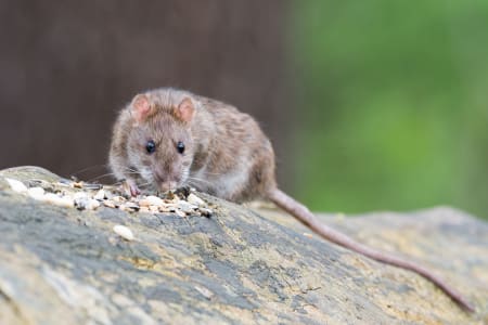 critter picture