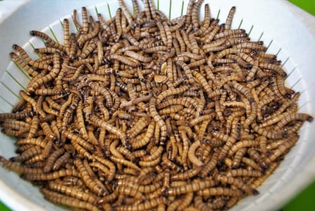 critter picture