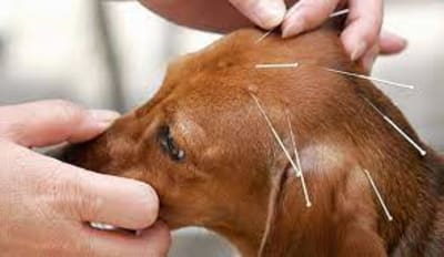 Acuponcture animale: une thérapie qui prend de l'ampleur