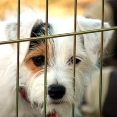 Six raisons d’adopter un chien en refuge