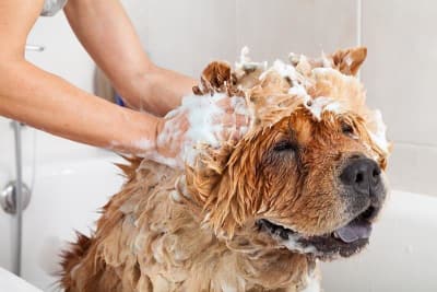 Selon la race de votre compagnon, il peut être nécessaire de l'amener chez un professionnel pour entretenir son pelage. Cela étant, vous pouvez vous même, sauf cas dramatique, bain de boue prolongé, cambouis, prendre vous même en charge les soins corporels de votre loulou. Et même dans des cas presque désespérés, vous pouvez rendre une apparence normale à votre petit poilu.  