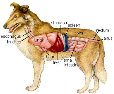 Nous prenons tous soin de nos chiens qui font partie de la famille. Une chose est fondamentale pour leur assurer une bonne santé et les conforter dans leur bien-être. Il s'agit de leur fournir une alimentation adaptée à leur systéme digestif. Celui-ci est en fait vraiment différent de celui des humains 