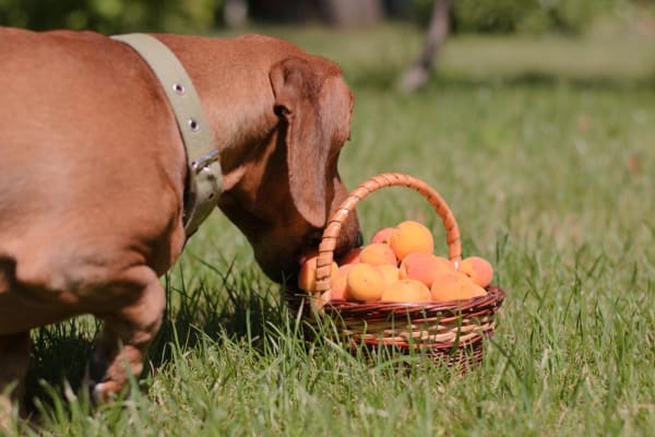 Résultat de recherche d'images pour "abricot dog"