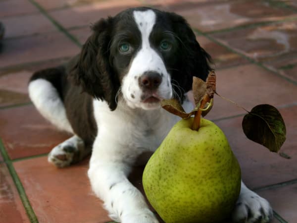 Poire