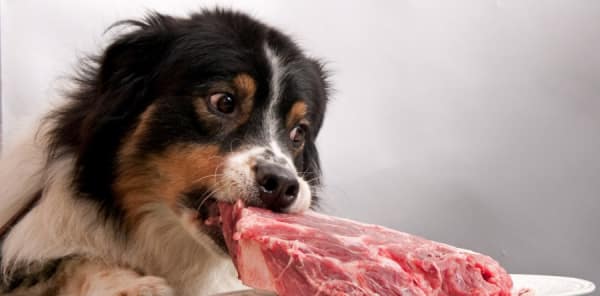 Boeuf Pour Chien Viandes Comestibles boeuf-pour-chien-viandes-comestibles