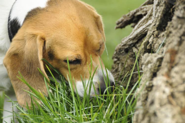 pourquoi mon chien est il coprophage 16 raisons qui l expliquent chien calme