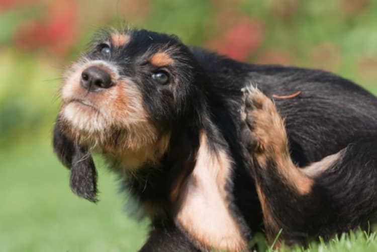 Vers Du Cœur Et Parasites La Meilleure Arme La Prevention Chien Calme