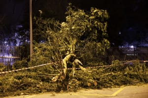 Ein Baum im Park der Vereinten Nationen ist am Sonntag, dem 26. Februar 2023, in Genf auf die Straße gefallen.