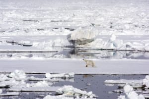 Polar Bears near the North Pole