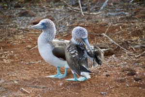 Das Bild zeigt zwei spezifische Vögel auf den Galapagos Inseln, wo Charles Darwin durch seinen Evolutionstheorie noch sehr bekannt ist.