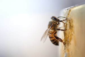 Eine Biene die gerade Honig herstellt.