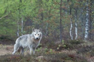 Das Bild zeigt einen Wolf im Wald