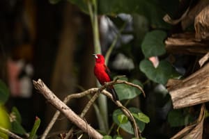 Ein Papagai im Amazonas Gebiet