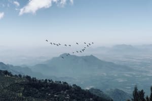 Die Zugvögel auf Reise