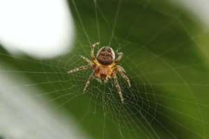 Eine giftige Spinne im eigenen Gewebe