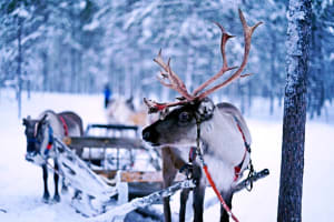 Rentiere im Schnee