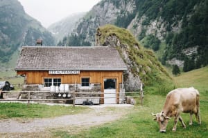 Alp