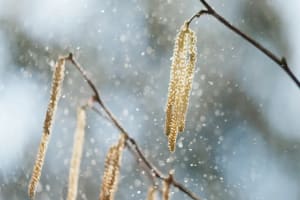 Die Hasel blüht bereits in den Frühjahrsmonaten: Seit 2018 treten ihre Pollen in immer größeren Mengen auf