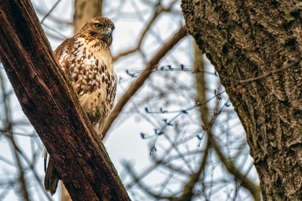 Ein Falke späht nach Essen von einem Baum