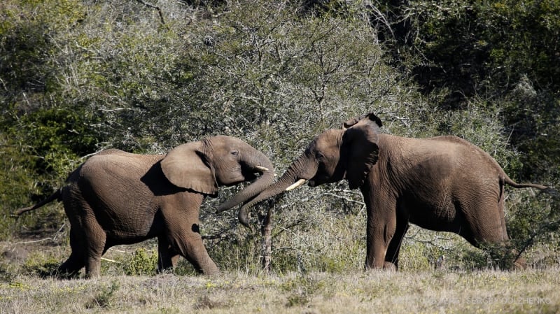 Zwei junge Elefanten spielen miteinander in einem Naturschutzgebiet, 60 km von der Gastgeberstadt Port Elizabeth entfernt, 21. Juni 2010.