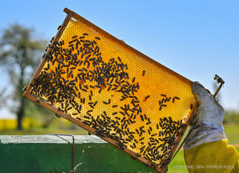 Berufsimker, zeigt eine Honigwabe an einer geˆffneten Beute (Bienenkasten)