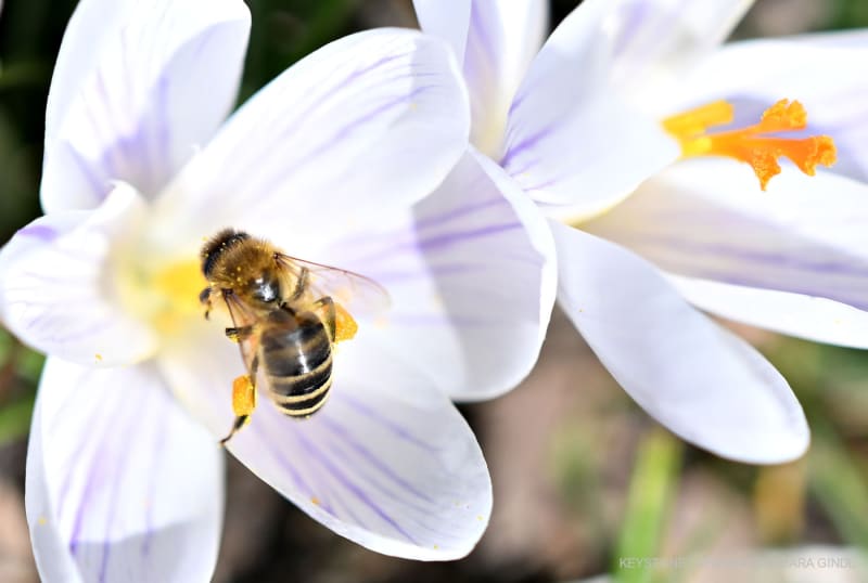 Eine Biene an einem Frühlings-Krokus am Dienstag, 4. März 2025, im Hellbrunner Schlosspark.