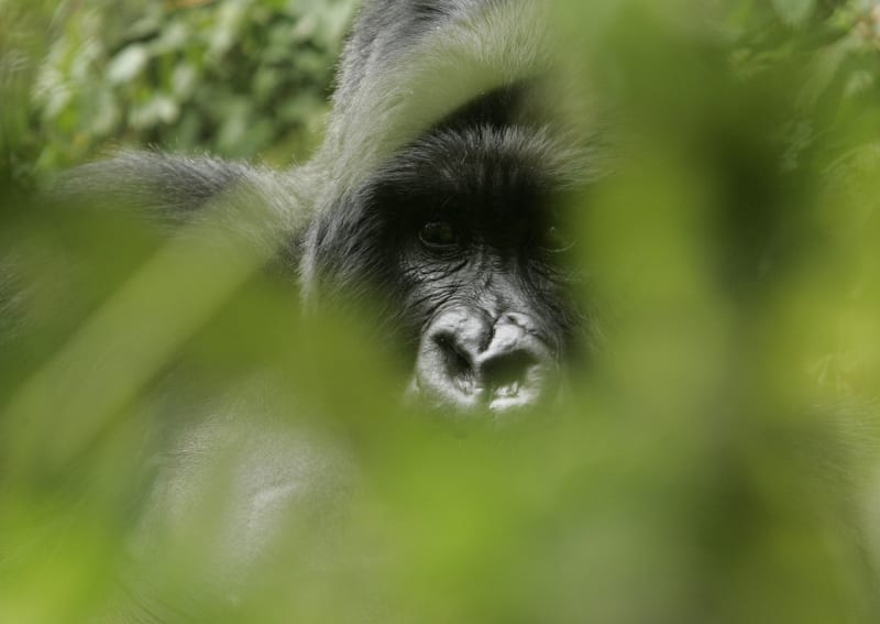 Ein Silberrücken-Gorilla schaut im Volcanoes National Park in Ruhengeri, Ruanda, am Freitag, 30. November 2007, zu.