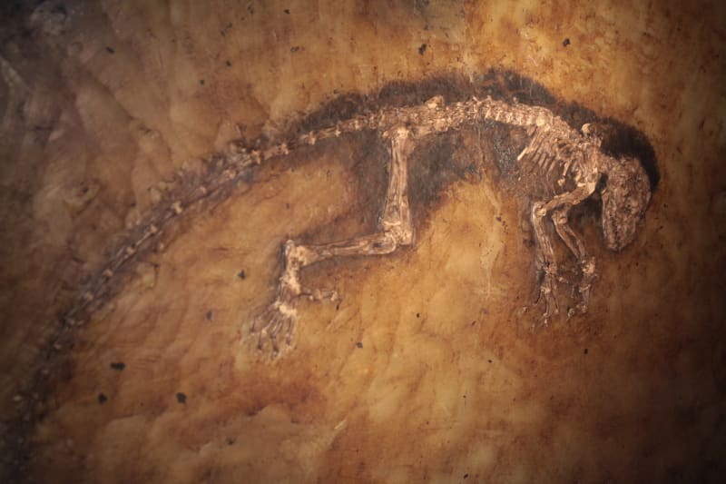 Dieses undatierte Foto, das am Dienstag, dem 19. Mai 2009, von A&E Television zur Verfügung gestellt wurde, zeigt die 47 Millionen Jahre alten versteinerten Überreste eines Lebewesens von der Größe einer kleinen Katze.