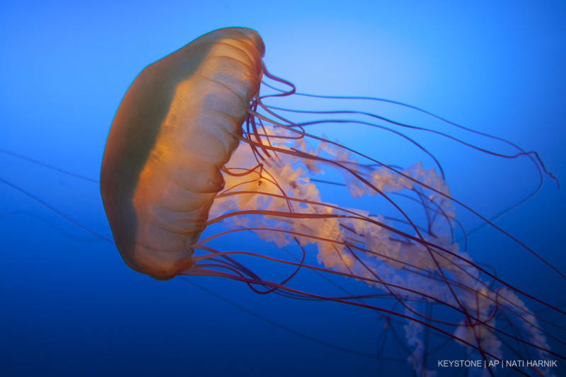 Eine West Coast Sea Nettle treibt in einem Becken während einer Vorschau auf das neu renovierte Suzanne and Walter Scott Aquarium im Henry Doorly Zoo in Omaha, Nebraska, am Mittwoch, den 4. April 2012.