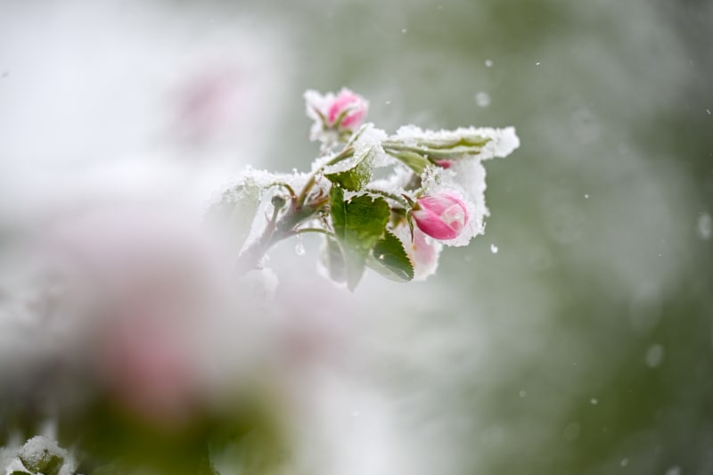 Baden-Württemberg, Bartholom: Schnee liegt auf den Blüten eines Apfelbaums.