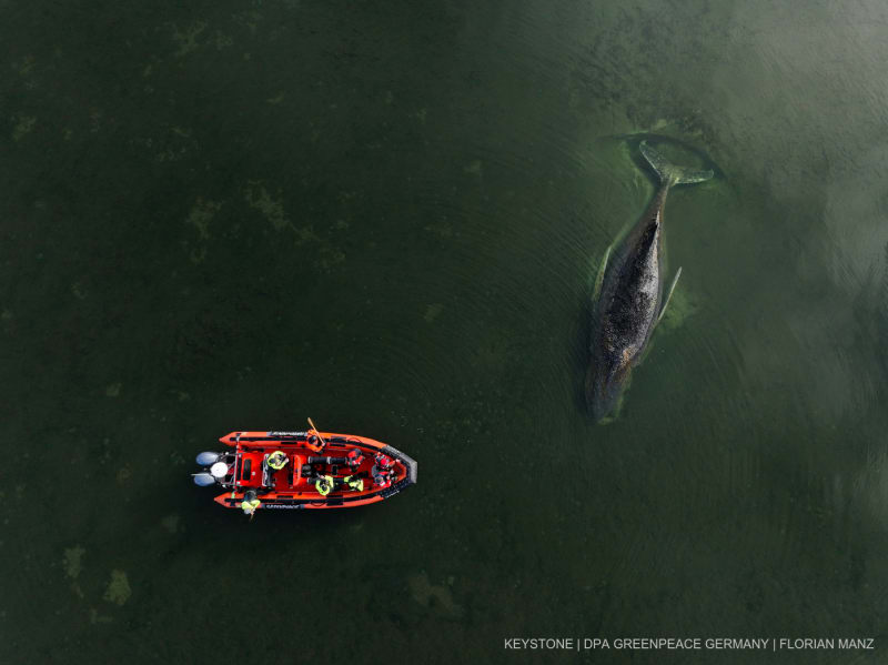 Die von Greenpeace Deutschland zur Verfügung gestellte Aufnahme zeigt den gestrandeten Buckelwal vor der Insel Poel in der Ostsee.