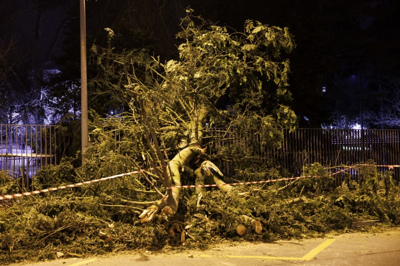 Ein Baum im Park der Vereinten Nationen ist am Sonntag, dem 26. Februar 2023, in Genf auf die Straße gefallen.