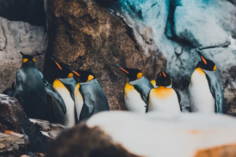 Die Königspinguine zeichnen sich durch ihr elegantes erscheinen in ihrem Frack.