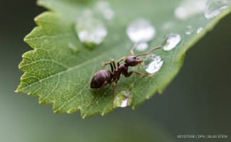 Eine Ameise trinkt nach einem Regenschauer von eimem Regentropfen.