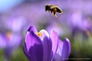 Die Krokuswiese bei Gresten aufgenommen am Dienstag, 10. März 2026.