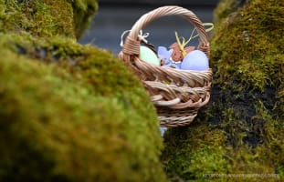 Ein Korb gefüllt mit bunten Eiern als Osternest in einer Astgabel, aufgenommen am 4. April 2025.