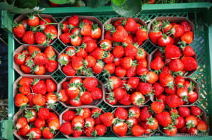 EFrisch geerntete Erdbeeren in kleinen Schalen stehen bei einem Fototermin in einem Folientunnel auf Hof Soltau.